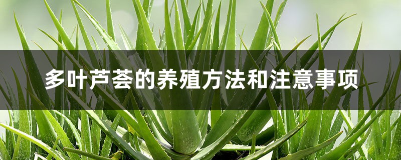 多叶芦荟的养殖方法和注意事项 多叶芦荟的养殖方法和注意事项
