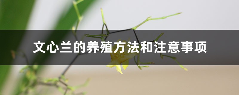 文心兰的养殖方法和注意事项 文心兰的养殖方法和注意事项
