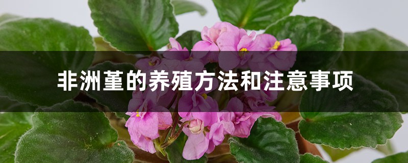 非洲堇的养殖方法和注意事项 非洲堇的养殖方法和注意事项