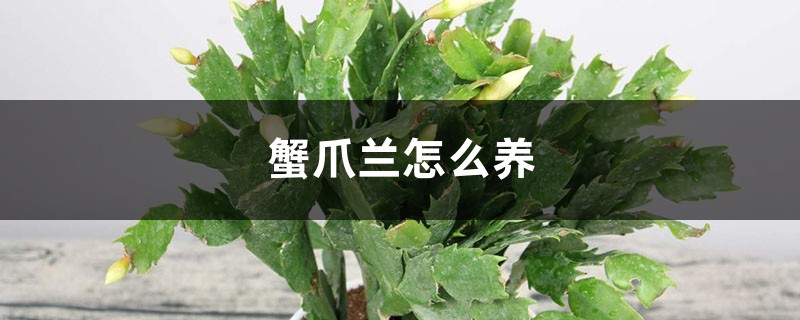 蟹爪兰怎么养 蟹爪兰怎么养