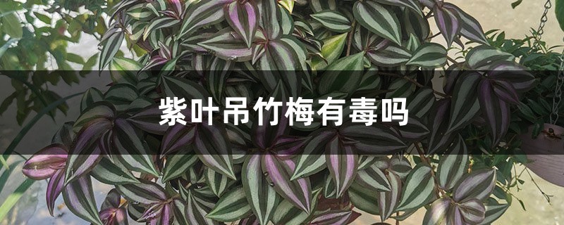 紫叶吊竹梅有毒吗,猫咪能碰吗 紫叶吊竹梅有毒吗,猫咪能碰吗