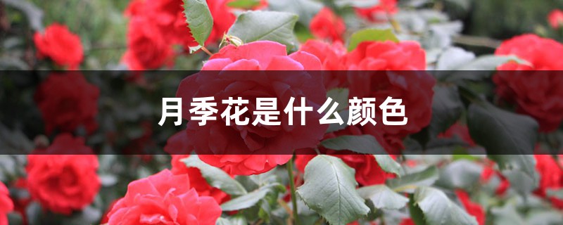 月季花是什么颜色 月季花是什么颜色