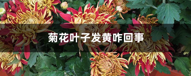 菊花叶子发黄咋回事 菊花叶子发黄咋回事