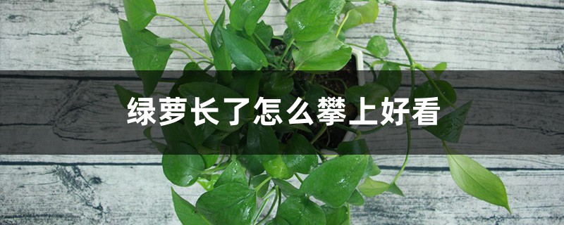 绿萝怎么养长得快茂密,长了怎么攀上好看 绿萝怎么养长得快茂密,长了怎么攀上好看
