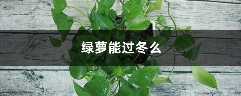 绿萝能过冬么,怎样过冬(温度和养护) 绿萝能过冬么,怎样过冬(温度和养护)