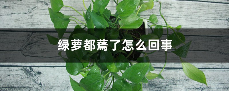 绿萝打蔫了怎么回事(土培和水培) 绿萝打蔫了怎么回事(土培和水培)