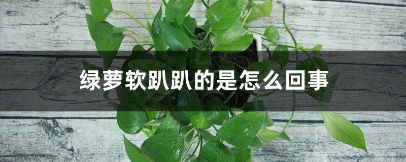 绿萝软趴趴的怎么办,如何挽救 绿萝软趴趴的怎么办,如何挽救