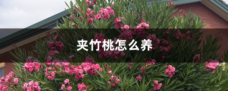 夹竹桃怎么养 夹竹桃怎么养