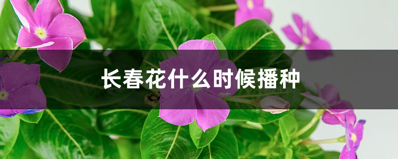 长春花什么时候播种,怎样爆盆 长春花什么时候播种,怎样爆盆
