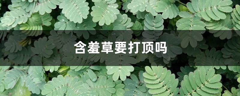 含羞草要打顶吗,怎么修剪 含羞草要打顶吗,怎么修剪