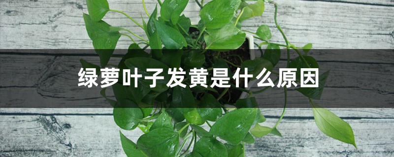 绿萝叶子发黄是什么原因 绿萝叶子发黄是什么原因