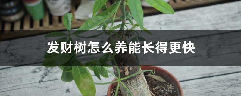 发财树怎么养能长得更快 发财树怎么养能长得更快