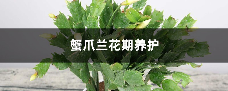 蟹爪兰花期养护 蟹爪兰花期养护