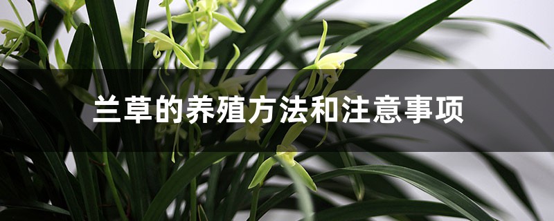 兰草的养殖方法和注意事项 兰草的养殖方法和注意事项