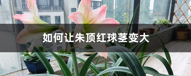 如何让朱顶红球茎变大 如何让朱顶红球茎变大