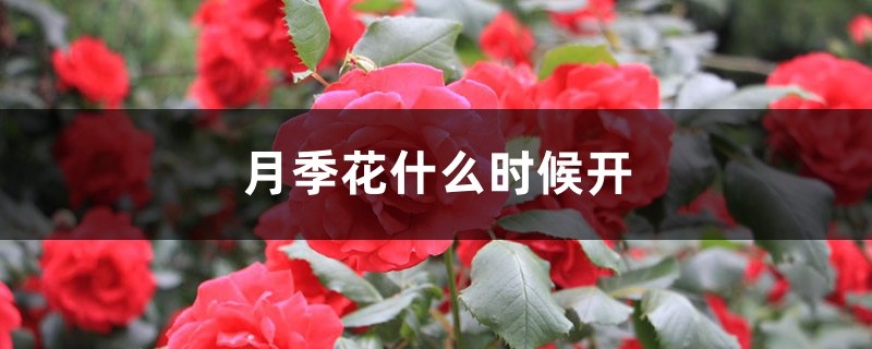 月季花什么时候开 月季花什么时候开