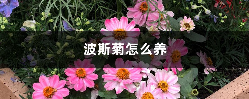波斯菊怎么养 波斯菊怎么养