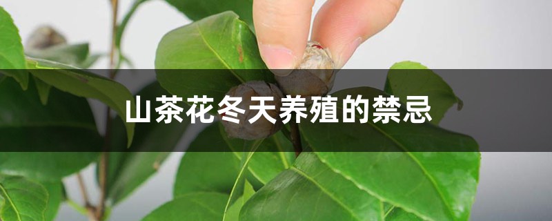 山茶花冬天养殖的禁忌 山茶花冬天养殖的禁忌