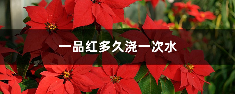 一品红多久浇一次水 一品红多久浇一次水