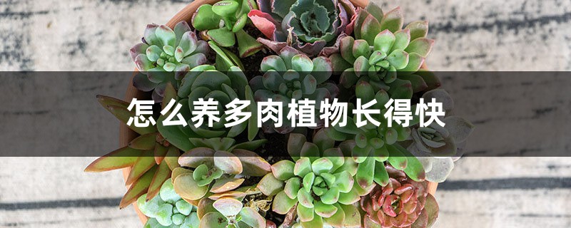 怎么养多肉植物长得快 怎么养多肉植物长得快