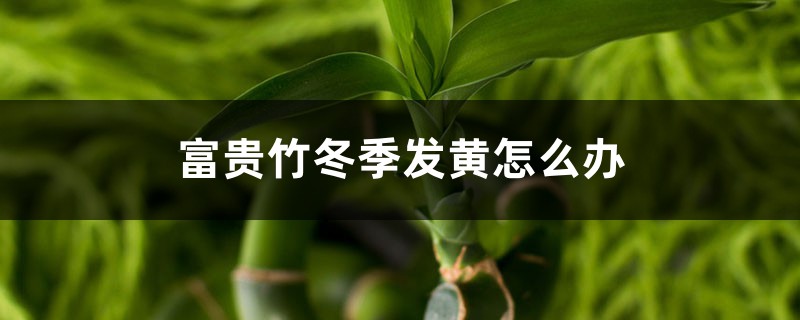 富贵竹冬季发黄怎么办 富贵竹冬季发黄怎么办