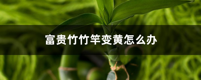 富贵竹竹竿变黄怎么办 富贵竹竹竿变黄怎么办