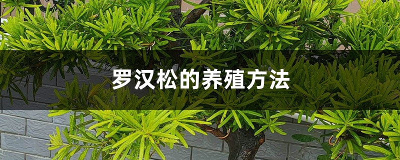 罗汉松的养殖方法 罗汉松的养殖方法