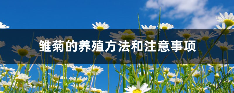 雏菊的养殖方法和注意事项 雏菊的养殖方法和注意事项