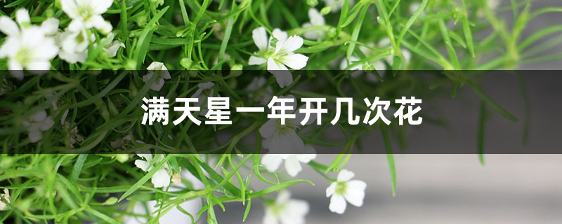 满天星一年开几次花 满天星一年开几次花