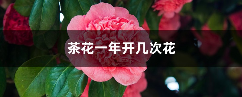 茶花一年开几次花,每年开花吗 茶花一年开几次花,每年开花吗