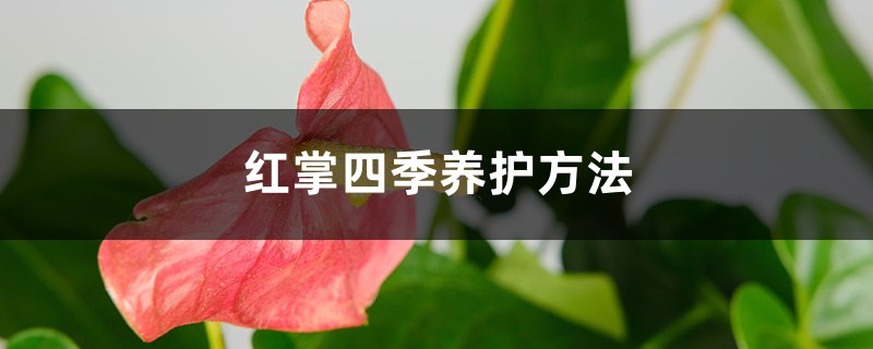 红掌四季养护方法 红掌四季养护方法