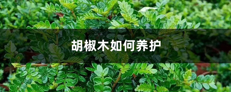 胡椒木如何养护 胡椒木如何养护