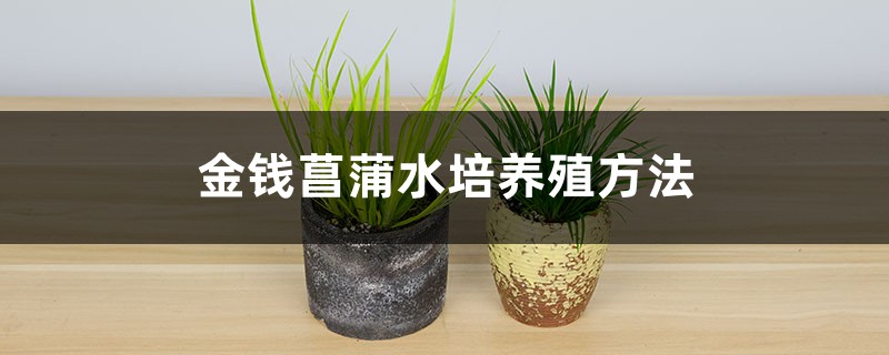 金钱菖蒲水培养殖方法 金钱菖蒲水培养殖方法