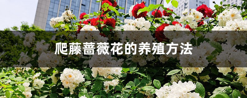 爬藤蔷薇花的养殖方法 爬藤蔷薇花的养殖方法