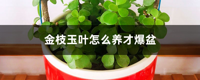 金枝玉叶怎么养才爆盆 金枝玉叶怎么养才爆盆