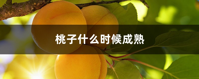 桃子什么时候成熟 桃子什么时候成熟