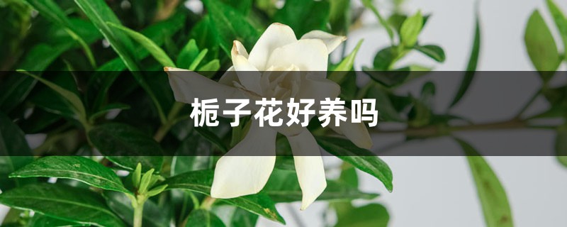 栀子花好养吗 栀子花好养吗