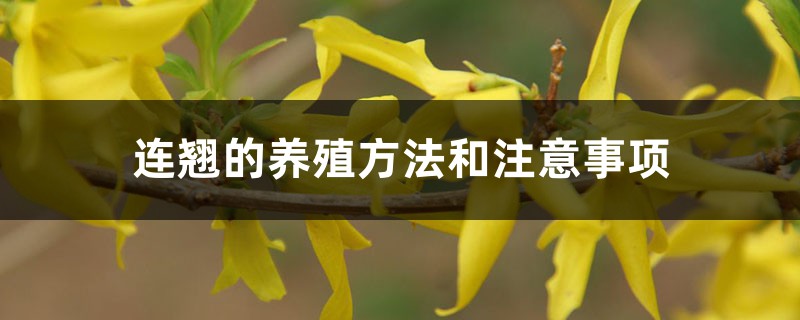 连翘的养殖方法和注意事项 连翘的养殖方法和注意事项