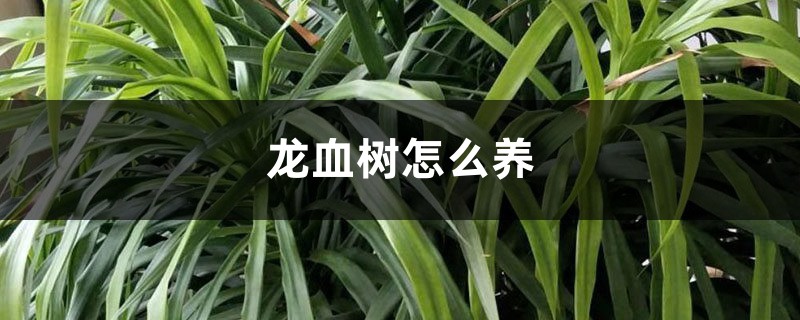 龙血树怎么养 龙血树怎么养