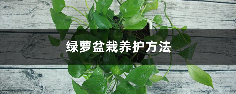 绿萝盆栽养护方法 绿萝盆栽养护方法