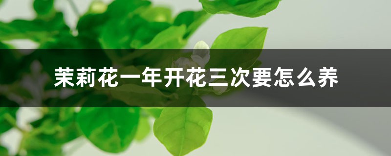 茉莉花一年开花三次要怎么养 茉莉花一年开花三次要怎么养