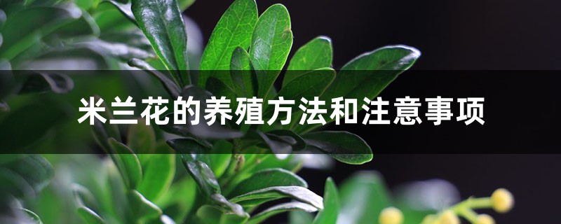 米兰花的养殖方法和注意事项 米兰花的养殖方法和注意事项