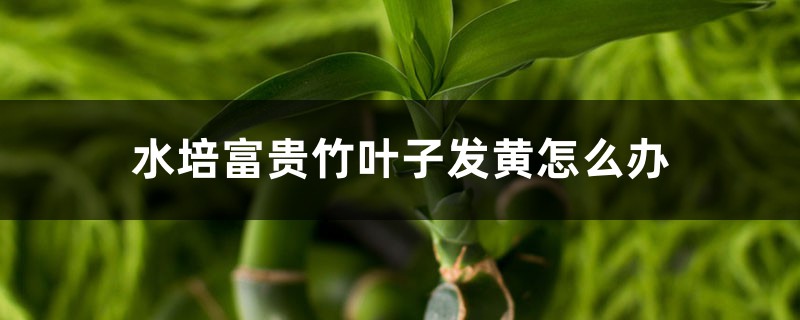 水培富贵竹叶子发黄怎么办 水培富贵竹叶子发黄怎么办