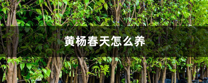 黄杨春天怎么养 黄杨春天怎么养