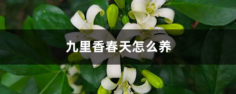 九里香春天怎么养 九里香春天怎么养