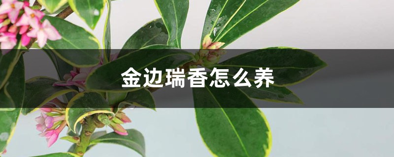 金边瑞香怎么养 金边瑞香怎么养
