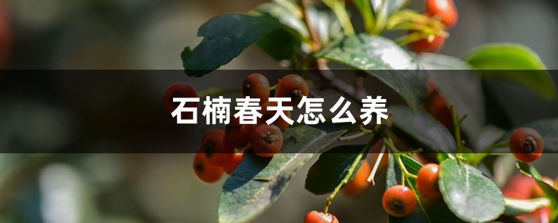 石楠春天怎么养 石楠春天怎么养