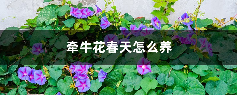 牵牛花春天怎么养 牵牛花春天怎么养