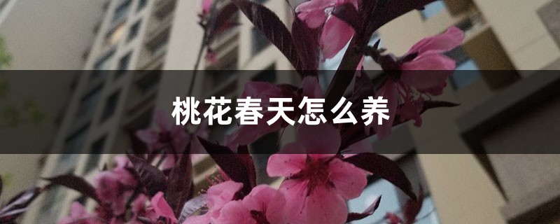 桃花春天怎么养 桃花春天怎么养