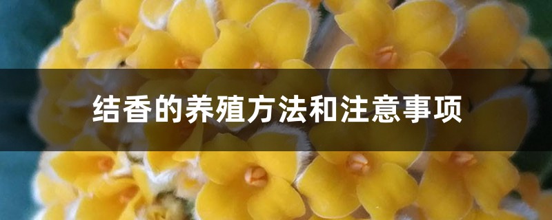 结香的养殖方法和注意事项 结香的养殖方法和注意事项